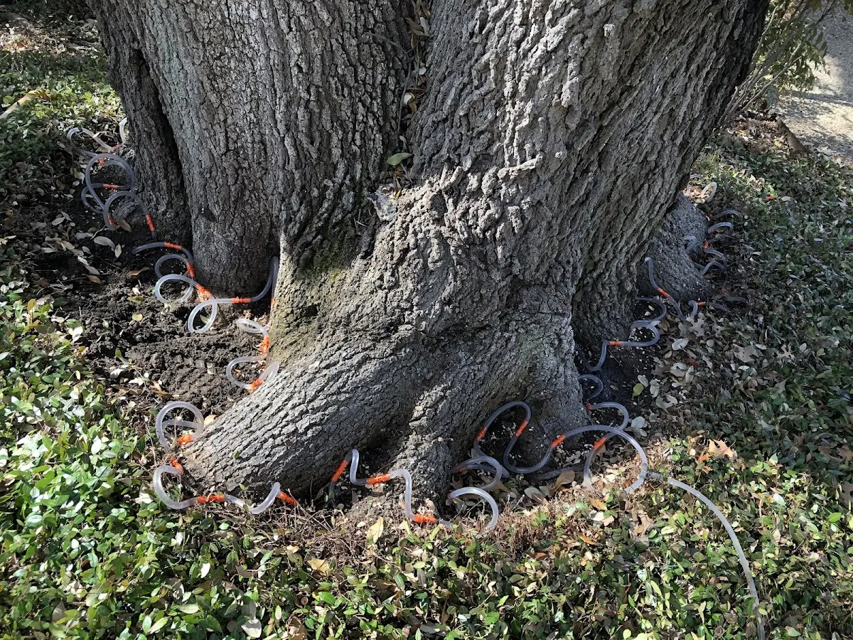 Detailed Tree Cabling and Bracing job site in North Rim
