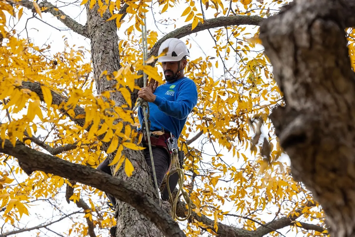 Skilled Tree Trimming crew working in North Rim